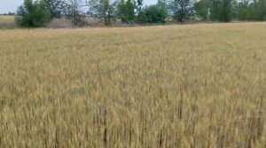 Сравнение двух сортов пшеницы. 06.06.22