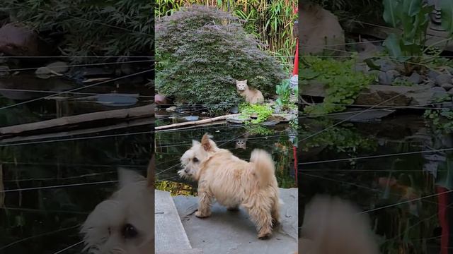 Cat looking for a fishy dinner.... смотреть онлайн