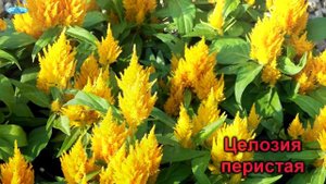 ЦЕЛОЗИЯ ГРЕБЕНЧАТАЯ -СРОЧНО ПИКИРУЕМ!