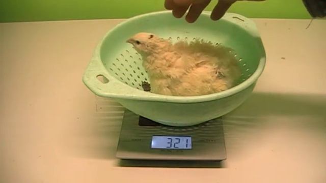Техасский перепел альбинос