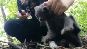 Девочка убила котенка по приказу подруги из соцсетей в Краснодарском крае