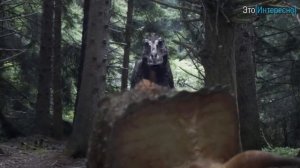 Тираннозавр. Царь динозавров