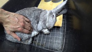 ПАСТЕРЕЛЛЕЗ: ЛЕЧЕНИЕ, ЛЕКАРСТВА, СТОИМОСТЬ, ЦЕЛЕСООБРАЗНОСТЬ