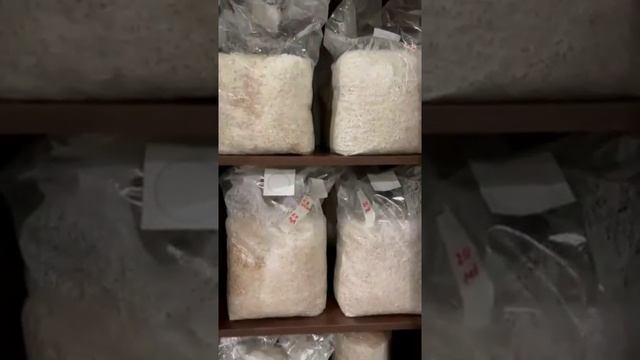 Зерновой мицелий ежовика гребенчатого. Видео со склада смотреть онлайн