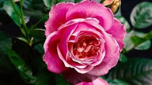 Как распускается роза Агнес Шиллингер (Чайно гибридная)Timelapse Rose  Agnes Schillinger (Massad )