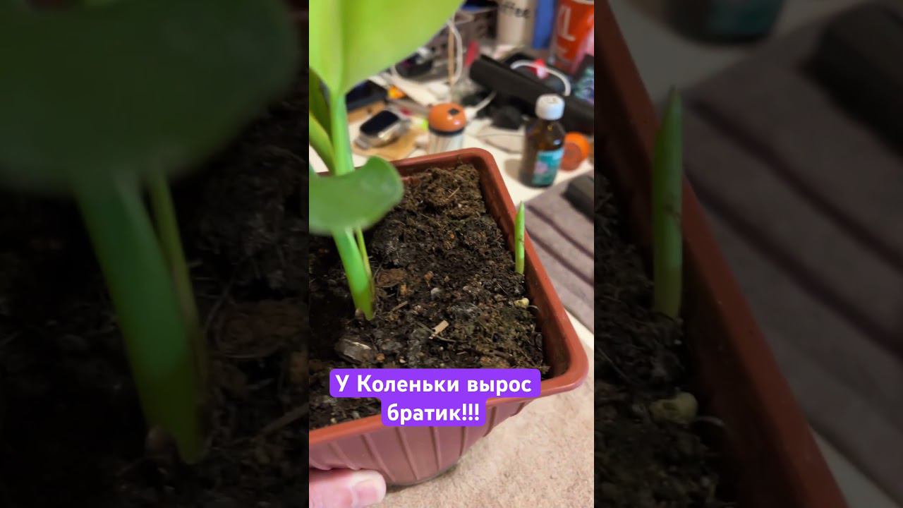 #цветы #цветыдлядома #shortvideo #растения #растениядома #стерлиция #росток #зима2023 #shorts