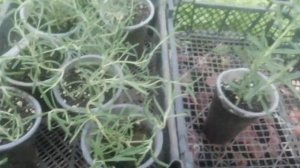 Розмарин ампельный!? Быль или сказка?