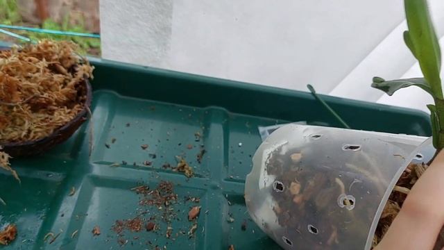 Пересадка Дендробиума на даче?Был один а стало 2? смотреть онлайн