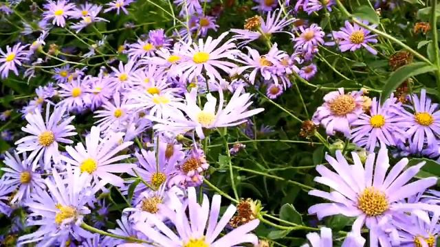 PURPLE PERENNIAL FLOWER/BLOOM LATE IN SUMMER смотреть онлайн