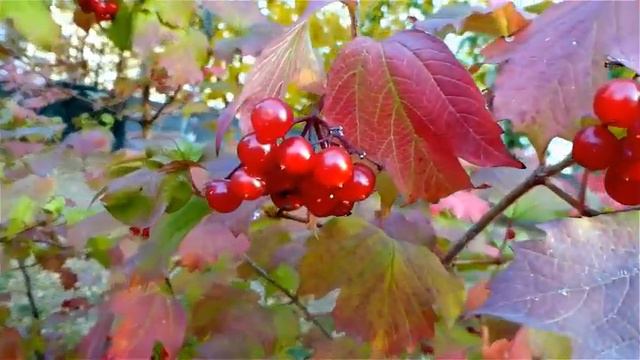 Азамат Исенгазин Калина смотреть онлайн