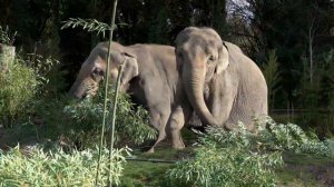 Asian Elephant Family Has A Bamboo Buffet