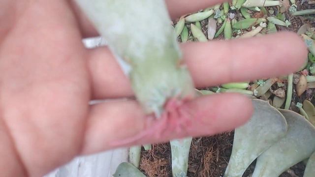 me puse a germinar algunas hojas de mi echeveria lilacina y que creen? смотреть онлайн