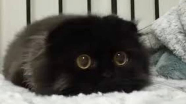 Trying to make your fears less scary! Ailurophobia смотреть онлайн