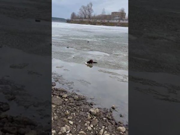 В центре Кинешмы удачливая куница добыла рыбу
