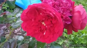 Розы первогодки. Часть 2. Херсонес, Мими Эден, Рина Хëрхолд( 3 года) и др.