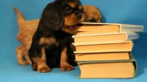 Кавалер Кинг Чарльз Спаниель