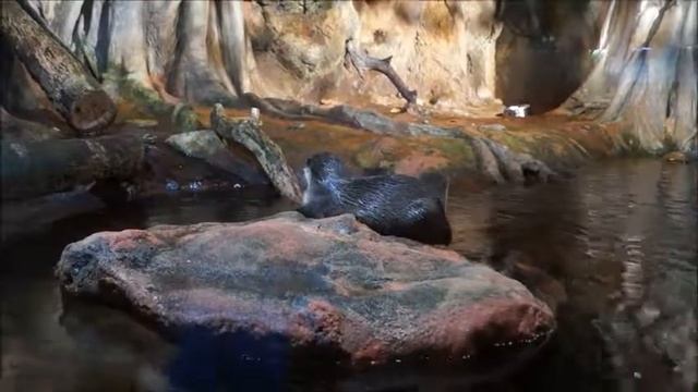 Выдры.Океанариум в Санкт-Петербурге. смотреть онлайн