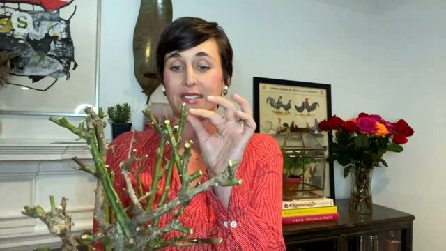 Cottage Farms 1-Piece Sunburst Live Patio Tree Rose on QVC смотреть онлайн