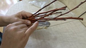 КАК ДОЛГО МОЖНО ХРАНИТЬ ЧЕРЕНКИ ДЛЯ ПРИВИВОК?