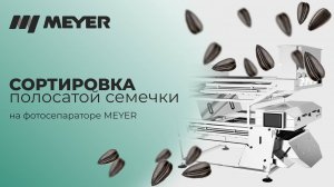 Сортировка подсолнечника: сортировка полосатой семечки на фотосепараторе MEYER