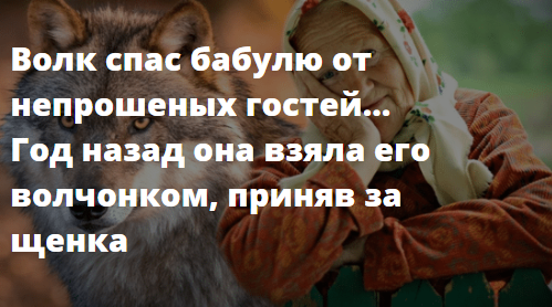 Волк спас бабулю от непрошенных гостей. Волк спас бабулю. Волк спас бабушку от непрошенных гостей. Бабушка спасла маленького волчонка, а он через 2 года её отблагодарил.