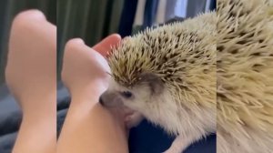 ?? Забавные животные #1 ⚡️ Лучшее видео 2021 ⚡️