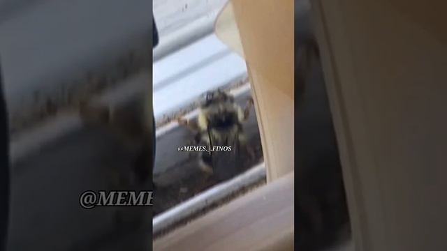 Смешные животные #79 #shorts