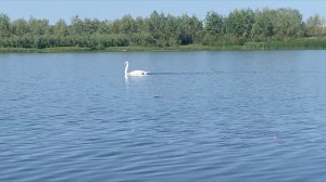 Рыбалка и белый лебедь на пруду 10 06 23