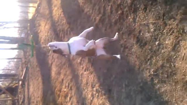 Petunia on the Zip Line смотреть онлайн