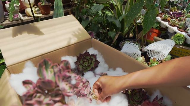 Mostrando Estas Hermosuras Que Acanban De Llegar смотреть онлайн