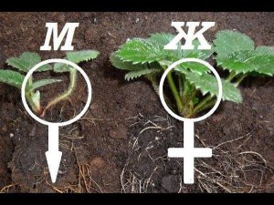 Как отличить мужские и женские кусты клубники. Мужские и женские розетки клубники.