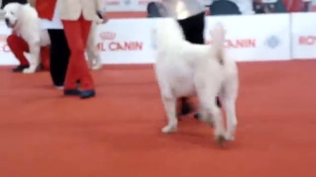 W. D. SHOW 2015 - OLIMPIC STAR ODIN - 1° class смотреть онлайн