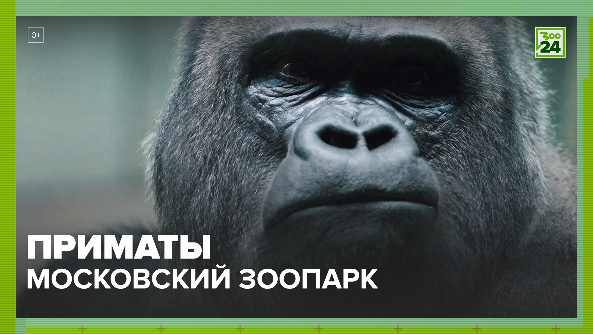 Приматы | Московский зоопарк | ЗОО 24