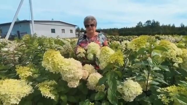 Гортензия метельчатая (Hydrangea paniculata `Краса Лесково`) из питомника «Лесково»
