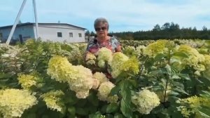 Гортензия метельчатая (Hydrangea paniculata `Краса Лесково`) из питомника «Лесково»