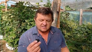 Ежевика Прайм арк Фридом в парнике: какой результат?