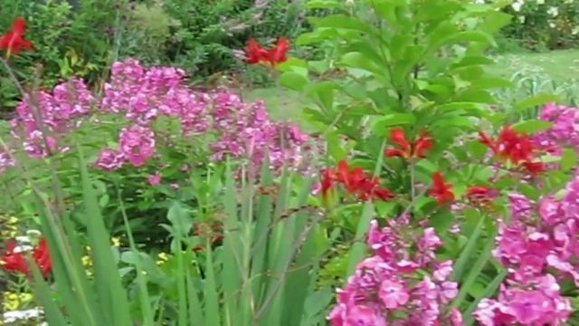 ?30 ЦВЕТОВ ИЮЛЯ: обзор садовых растений, которые цветут в июле. Часть 1.