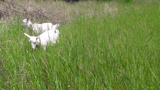 козы 🐐 едят траву смотреть онлайн