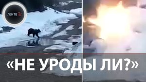 Взорвали медведя | В Якутии вахтовики решили избавиться от животного зверским способом