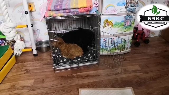Нужна ли клетка собаке?! Что это- ТЮРЬМА или КРЕПОСТЬ?!