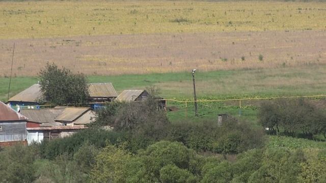 Клубеньковые бактерии - визуальный эффект на сое, 2016 год. смотреть онлайн