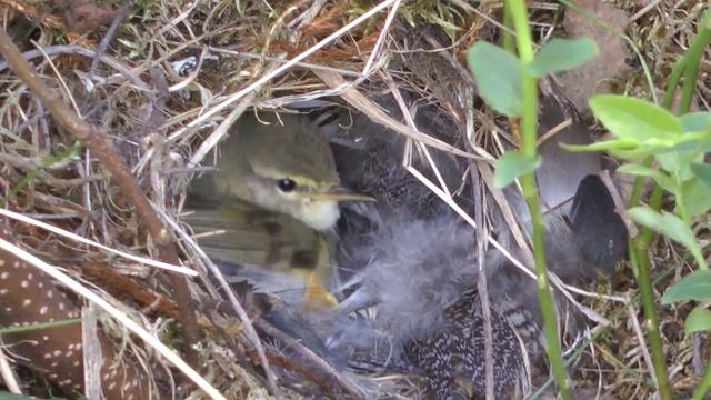 Наблюдаем за птицами смотреть онлайн