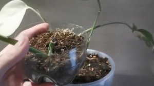 Видео 7. Филодендрон и монстера