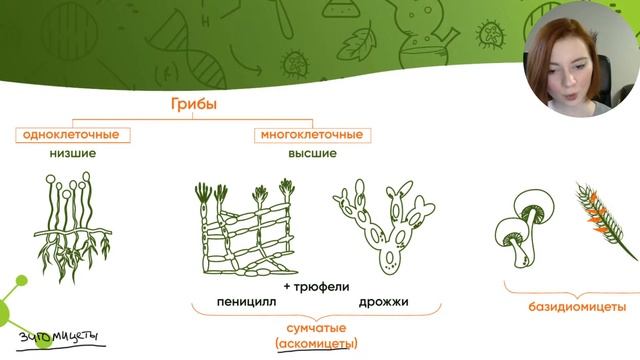 Царство Грибы: разбор заданий | ЕГЭ Биология | Лина Клевер
