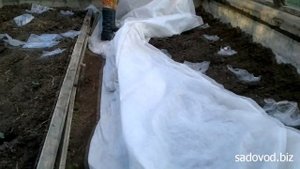 Правильный полив рассады огурцов