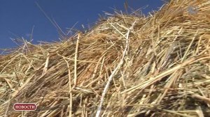 Развитие животноводства.mp4