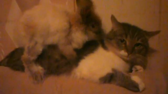 Кролик шпилит кота