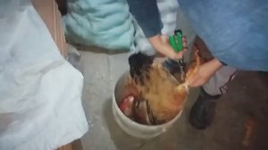 Перосъемная машина для ощипа кур и перепелок. Лучше чем ощип кур вручную. Быстро и эффективно