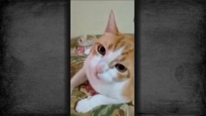 Потрачено - Копытом по лицу