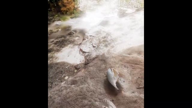 Spectre VR First Artists смотреть онлайн